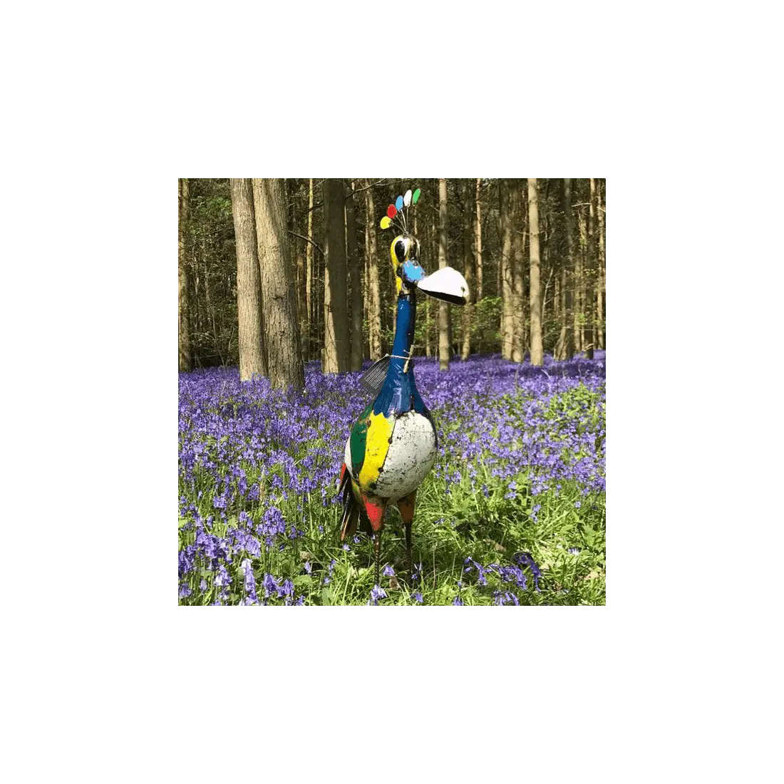 Baz The Father Bird
