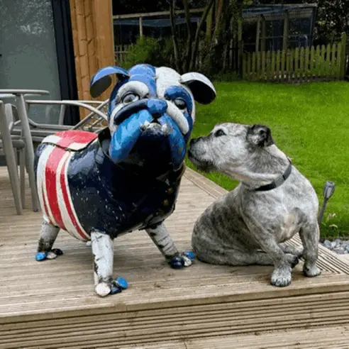 Winston The Bull Dog