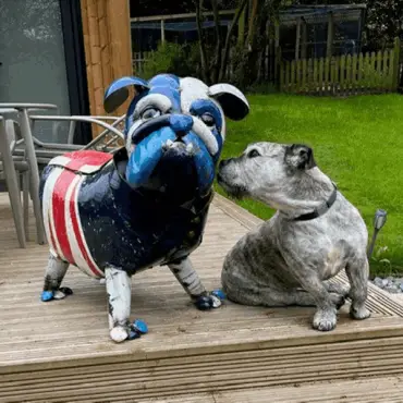 Winston The Bull Dog