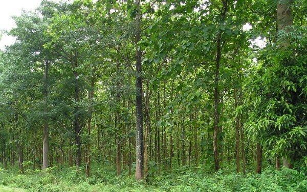 teak-trees-2011-1-600_600x.jpeg